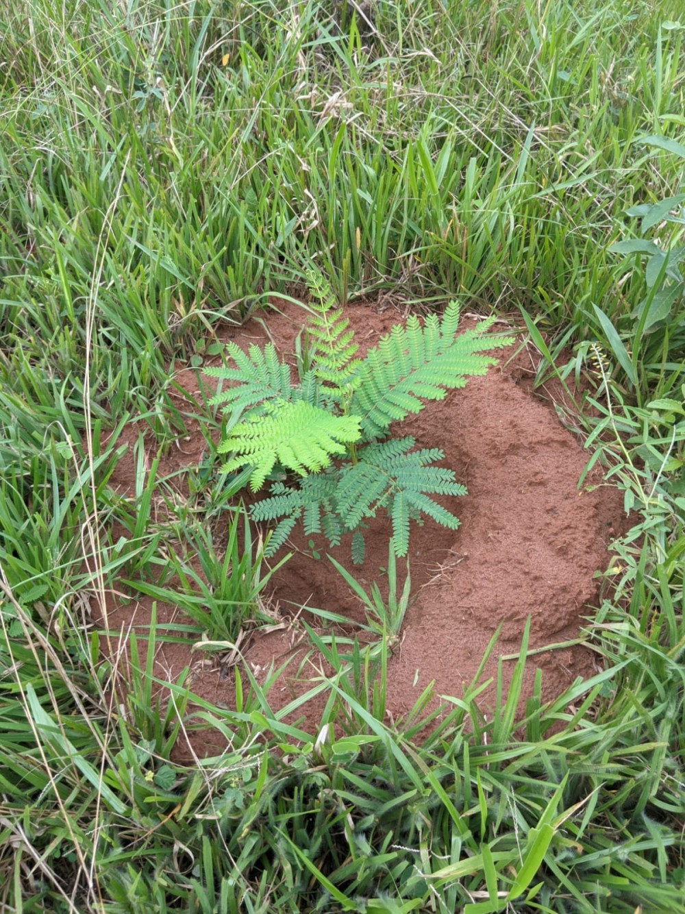 Pirangi realiza plantio de 240 árvores nativas como ação de recuperação ambiental.