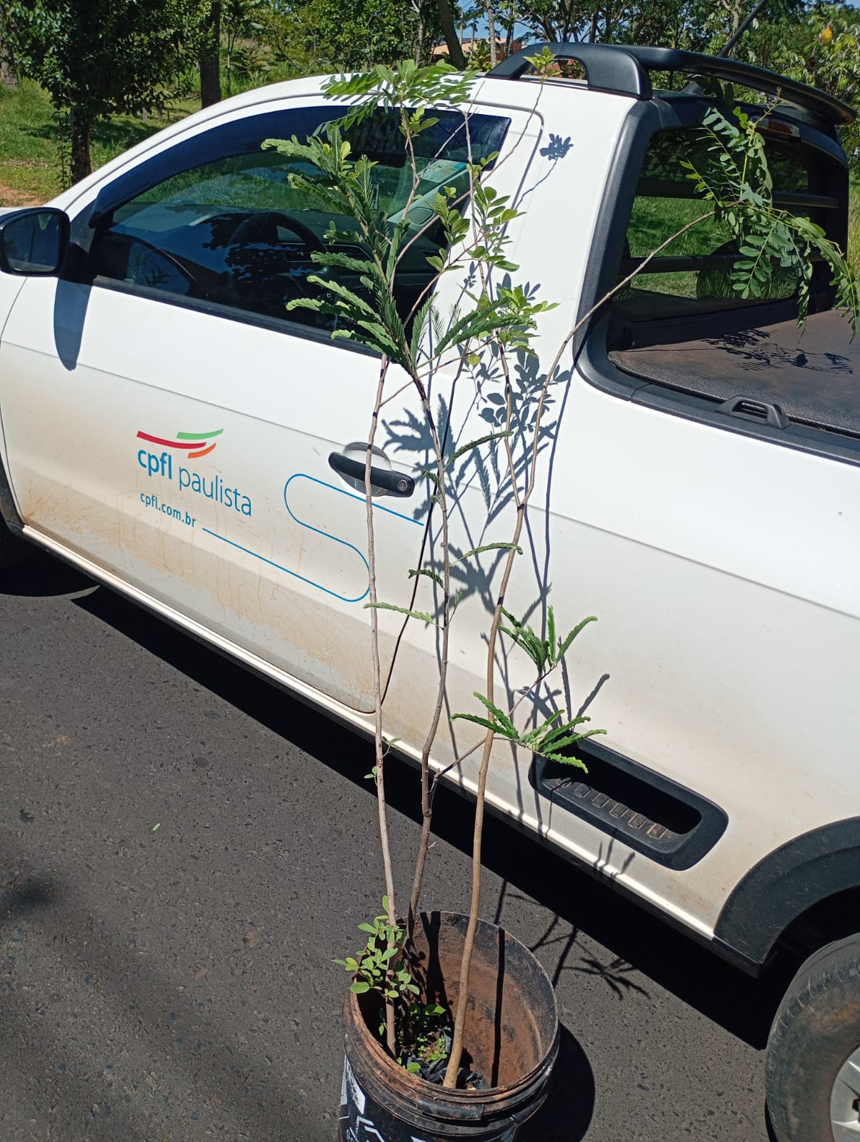 Plantio de reposição de árvores é realizado no Jardim Catharina após autorização para manejo solicitado pela CPFL.