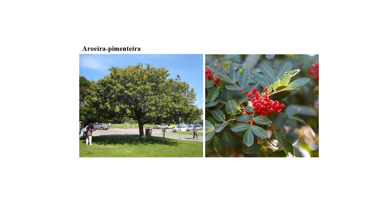 Prefeitura de Pirangi promove doação de mudas nativas em comemoração ao Dia Mundial do Meio Ambiente.