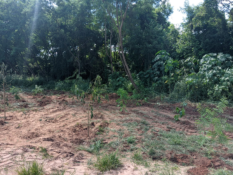 Prefeitura de Pirangi tem incentivado ações de restauração ecológica por meio da lei de PSA.